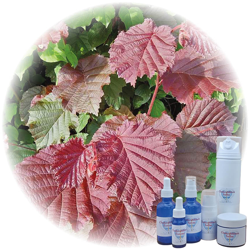 Hüter der kosmischen Wahrheit Essenz