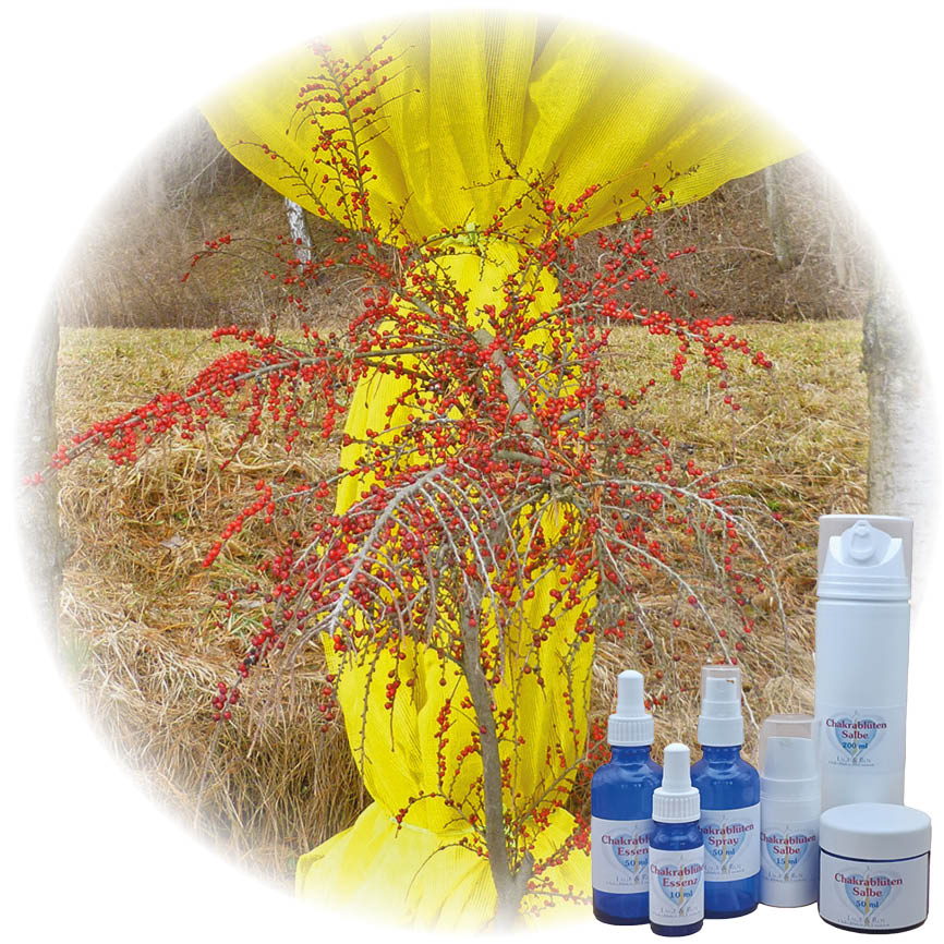 Ball of Light Essenz