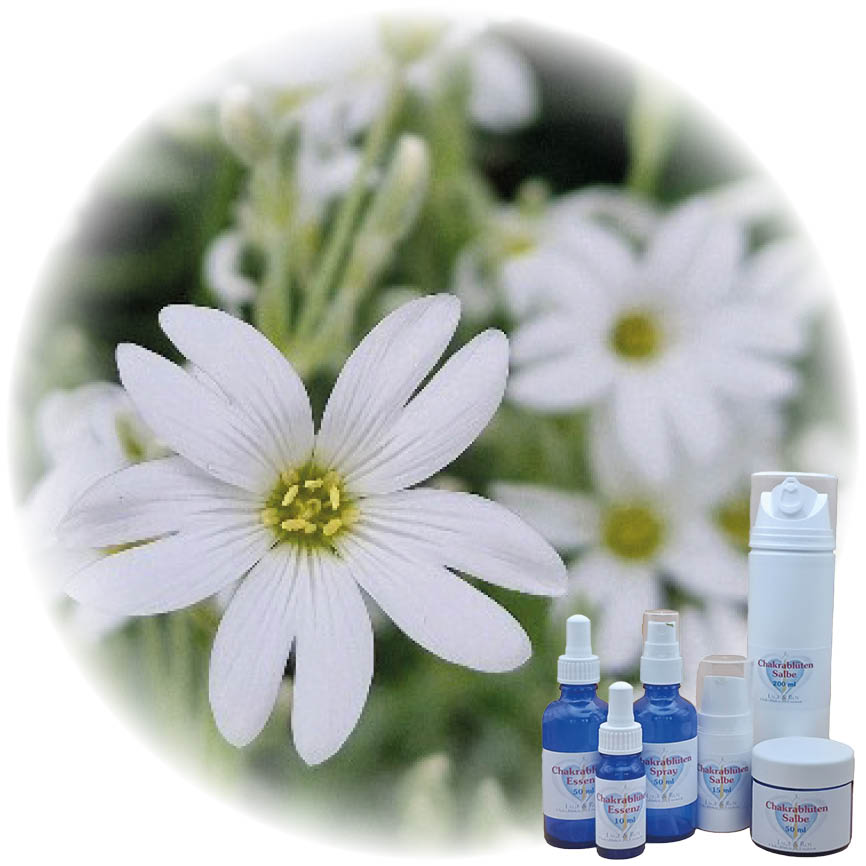 Kelch des Lebens Essenz