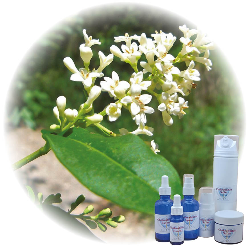 Little Helper Essenz