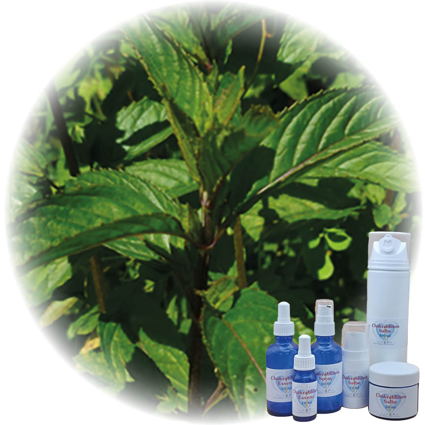 Wurzelchakra Essenz