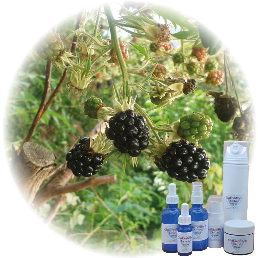 Kniechakra Essenz
